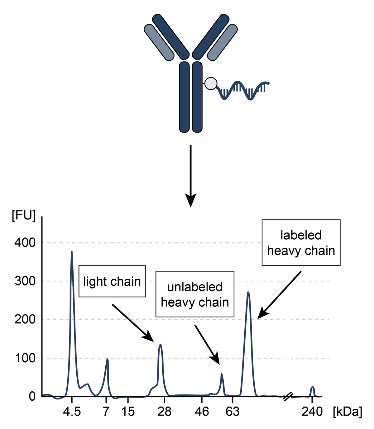PICO Antibody Quality Control Service